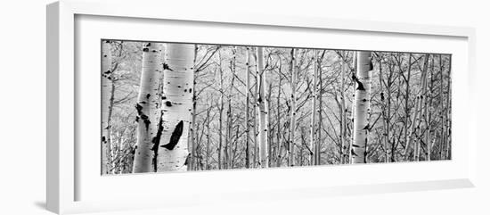 Aspen Trees in a Forest-null-Framed Photographic Print