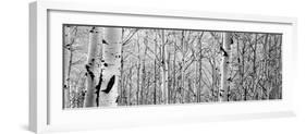 Aspen Trees in a Forest-null-Framed Photographic Print