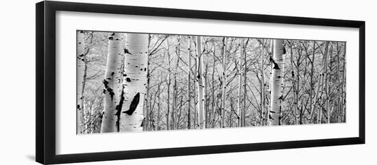 Aspen Trees in a Forest-null-Framed Premium Photographic Print