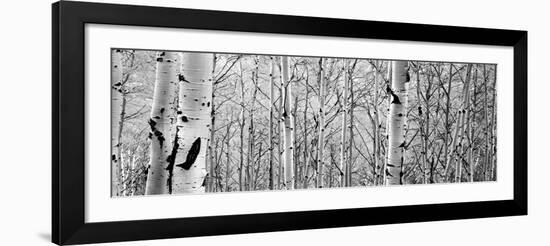 Aspen Trees in a Forest-null-Framed Photographic Print