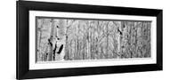 Tribeca