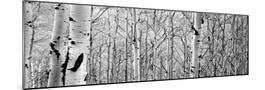 Wood Mount
