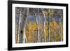 Aspen trees in above Fish Lake. Fishlake National Forest, Utah, USA-Scott T. Smith-Framed Photographic Print