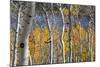 Aspen trees in above Fish Lake. Fishlake National Forest, Utah, USA-Scott T. Smith-Mounted Photographic Print