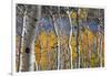 Aspen trees in above Fish Lake. Fishlake National Forest, Utah, USA-Scott T. Smith-Framed Photographic Print