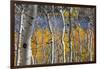 Aspen trees in above Fish Lake. Fishlake National Forest, Utah, USA-Scott T. Smith-Framed Photographic Print