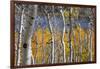 Aspen trees in above Fish Lake. Fishlake National Forest, Utah, USA-Scott T. Smith-Framed Photographic Print