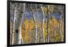 Aspen trees in above Fish Lake. Fishlake National Forest, Utah, USA-Scott T. Smith-Framed Photographic Print