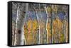 Aspen trees in above Fish Lake. Fishlake National Forest, Utah, USA-Scott T. Smith-Framed Stretched Canvas