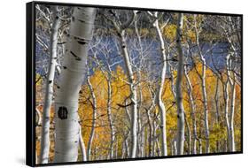 Aspen trees in above Fish Lake. Fishlake National Forest, Utah, USA-Scott T. Smith-Framed Stretched Canvas