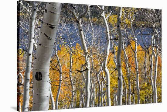Aspen trees in above Fish Lake. Fishlake National Forest, Utah, USA-Scott T. Smith-Stretched Canvas