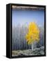 Aspen trees in above Fish Lake. Fishlake National Forest, Utah, USA-Scott T. Smith-Framed Stretched Canvas