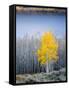 Aspen trees in above Fish Lake. Fishlake National Forest, Utah, USA-Scott T. Smith-Framed Stretched Canvas