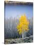 Aspen trees in above Fish Lake. Fishlake National Forest, Utah, USA-Scott T. Smith-Stretched Canvas