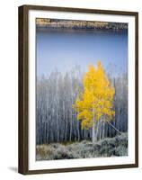 Aspen trees in above Fish Lake. Fishlake National Forest, Utah, USA-Scott T. Smith-Framed Premium Photographic Print