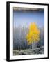 Aspen trees in above Fish Lake. Fishlake National Forest, Utah, USA-Scott T. Smith-Framed Premium Photographic Print