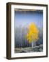 Aspen trees in above Fish Lake. Fishlake National Forest, Utah, USA-Scott T. Smith-Framed Photographic Print