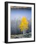 Aspen trees in above Fish Lake. Fishlake National Forest, Utah, USA-Scott T. Smith-Framed Photographic Print