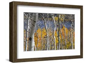 Aspen trees in above Fish Lake. Fishlake National Forest, Utah, USA-Scott T. Smith-Framed Photographic Print