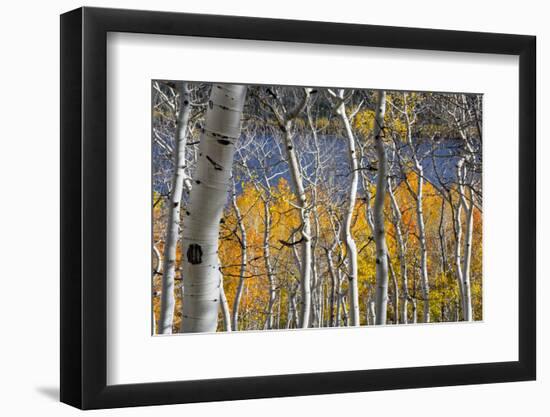 Aspen trees in above Fish Lake. Fishlake National Forest, Utah, USA-Scott T. Smith-Framed Photographic Print