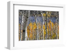 Aspen trees in above Fish Lake. Fishlake National Forest, Utah, USA-Scott T. Smith-Framed Photographic Print