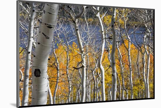 Aspen trees in above Fish Lake. Fishlake National Forest, Utah, USA-Scott T. Smith-Mounted Photographic Print