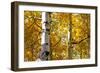 Aspen trees in autumn, Blake Trail, Colorado.-Mallorie Ostrowitz-Framed Photographic Print