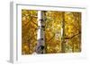 Aspen trees in autumn, Blake Trail, Colorado.-Mallorie Ostrowitz-Framed Photographic Print