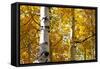 Aspen trees in autumn, Blake Trail, Colorado.-Mallorie Ostrowitz-Framed Stretched Canvas