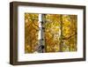 Aspen trees in autumn, Blake Trail, Colorado.-Mallorie Ostrowitz-Framed Photographic Print