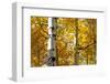 Aspen trees in autumn, Blake Trail, Colorado.-Mallorie Ostrowitz-Framed Photographic Print