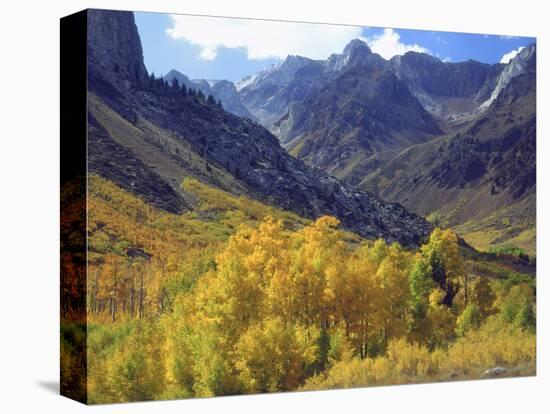 Aspen Trees in Autumn Color in the Mcgee Creek Area, Sierra Nevada Mountains, California, USA-Christopher Talbot Frank-Stretched Canvas