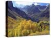 Aspen Trees in Autumn Color in the Mcgee Creek Area, Sierra Nevada Mountains, California, USA-Christopher Talbot Frank-Stretched Canvas