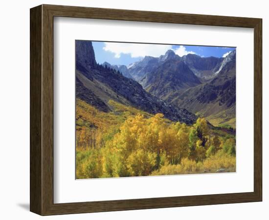 Aspen Trees in Autumn Color in the Mcgee Creek Area, Sierra Nevada Mountains, California, USA-Christopher Talbot Frank-Framed Photographic Print