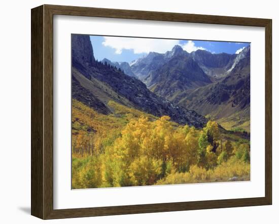 Aspen Trees in Autumn Color in the Mcgee Creek Area, Sierra Nevada Mountains, California, USA-Christopher Talbot Frank-Framed Photographic Print