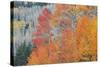 Aspen Trees in Autumn Colors, San Juan Mountains, Colorado, USA-Jaynes Gallery-Stretched Canvas