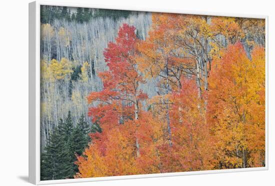 Aspen Trees in Autumn Colors, San Juan Mountains, Colorado, USA-Jaynes Gallery-Framed Photographic Print