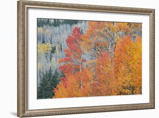 Aspen Trees in Autumn Colors, San Juan Mountains, Colorado, USA-Jaynes Gallery-Framed Photographic Print