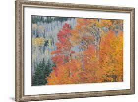 Aspen Trees in Autumn Colors, San Juan Mountains, Colorado, USA-Jaynes Gallery-Framed Photographic Print