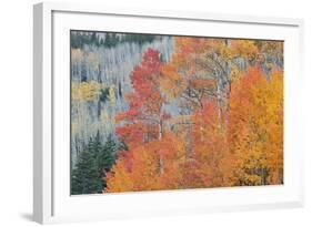 Aspen Trees in Autumn Colors, San Juan Mountains, Colorado, USA-Jaynes Gallery-Framed Photographic Print