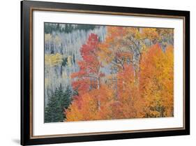 Aspen Trees in Autumn Colors, San Juan Mountains, Colorado, USA-Jaynes Gallery-Framed Photographic Print