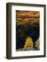 Aspen trees in autumn. Fishlake National Forest, Utah, USA-Scott T. Smith-Framed Photographic Print