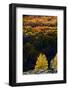 Aspen trees in autumn. Fishlake National Forest, Utah, USA-Scott T. Smith-Framed Photographic Print