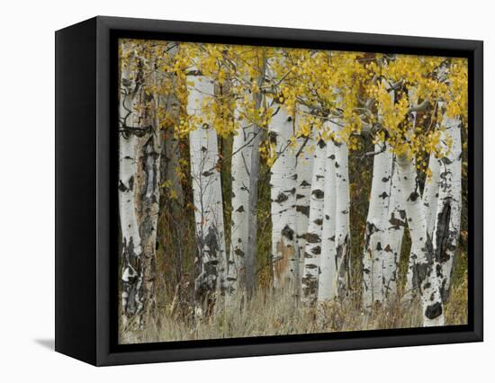 Aspen Trees in Autumn, Grand Teton National Park, Wyoming, USA-Rolf Nussbaumer-Framed Stretched Canvas