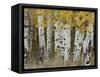 Aspen Trees in Autumn, Grand Teton National Park, Wyoming, USA-Rolf Nussbaumer-Framed Stretched Canvas