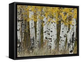 Aspen Trees in Autumn, Grand Teton National Park, Wyoming, USA-Rolf Nussbaumer-Framed Stretched Canvas