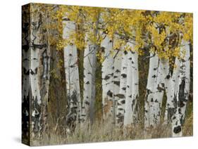 Aspen Trees in Autumn, Grand Teton National Park, Wyoming, USA-Rolf Nussbaumer-Stretched Canvas