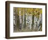 Aspen Trees in Autumn, Grand Teton National Park, Wyoming, USA-Rolf Nussbaumer-Framed Premium Photographic Print