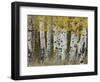 Aspen Trees in Autumn, Grand Teton National Park, Wyoming, USA-Rolf Nussbaumer-Framed Premium Photographic Print