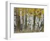 Aspen Trees in Autumn, Grand Teton National Park, Wyoming, USA-Rolf Nussbaumer-Framed Premium Photographic Print